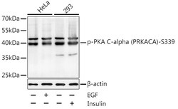 Invitrogen Phospho-PKA alpha (Ser338) Polyclonal Antibody 100 &mu;L; Unconjugated:Antibodies,