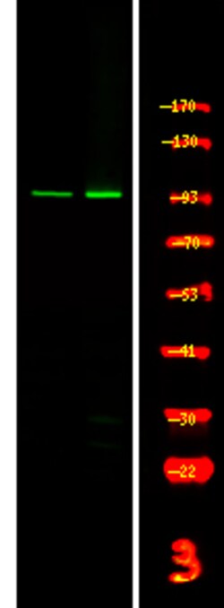 Invitrogen Phospho-FES (Tyr713) Polyclonal Antibody 100 &mu;L | Buy Online | Invitrogen&trade; | Fisher Scientific