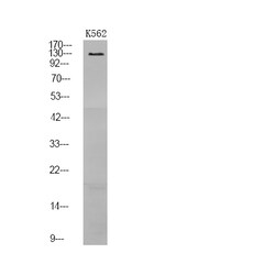 Invitrogen Phospho-RET (Tyr1096) Polyclonal Antibody 100 &mu;L; Unconjugated:Anticuerpos