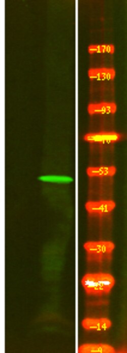 Invitrogen Phospho-ILK (Ser343) Polyclonal Antibody 100 &mu;L | Buy Online | Invitrogen&trade; | Fisher Scientific