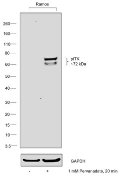 Invitrogen Phospho-ITK (Tyr512) Polyclonal Antibody 100 &mu;L | Buy Online | Invitrogen&trade; | Fisher Scientific