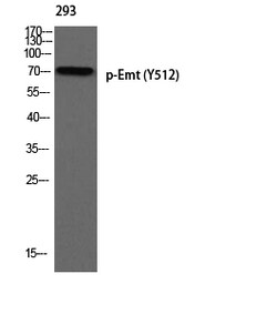 Invitrogen Phospho-ITK (Tyr512) Polyclonal Antibody 100 &mu;L | Buy Online | Invitrogen&trade; | Fisher Scientific