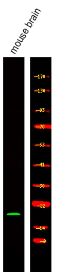 Invitrogen Phospho-VAMP4 (Ser30) Polyclonal Antibody 100 &mu;L; Unconjugated:Antibodies,