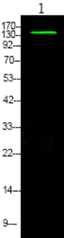 Invitrogen Phospho-eNOS (Ser633) Polyclonal Antibody 100 &mu;L; Unconjugated:Antibodies,