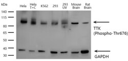 Invitrogen Phospho-TTK (Thr676) Polyclonal Antibody 100 &mu;L; Unconjugated:Antibodies,