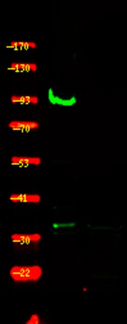 Invitrogen Phospho-ZAK (Ser165) Polyclonal Antibody 100 &mu;L; Unconjugated:Antibodies,