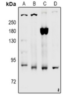 Invitrogen Phospho-LRP1 (Ser4520) Polyclonal Antibody 100 &mu;L; Unconjugated:Antibodies,