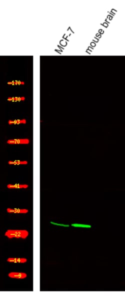 Invitrogen Phospho-TRF2 (Thr188) Polyclonal Antibody 100 &mu;L; Unconjugated:Antibodies,