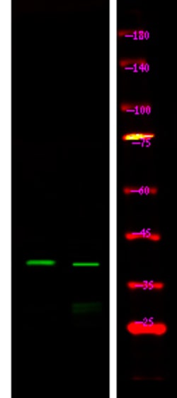Invitrogen Phospho-Connexin 43 (Ser279) Polyclonal Antibody 100 &mu;L | Buy Online | Invitrogen&trade; | Fisher Scientific