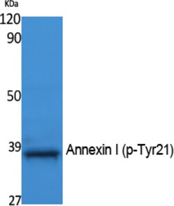 Invitrogen Phospho-Annexin A1 (Tyr21) Polyclonal Antibody 100 &mu;L | Buy Online | Invitrogen&trade; | Fisher Scientific