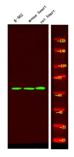 Invitrogen Phospho-BAG3 (Tyr457) Polyclonal Antibody 100 &mu;L | Buy Online | Invitrogen&trade; | Fisher Scientific