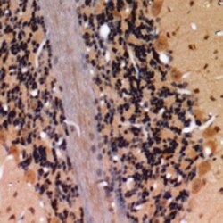 Invitrogen Phospho-Claudin 4 (Tyr208) Polyclonal Antibody 100 &mu;L; Unconjugated:Antibodies,