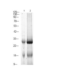 Invitrogen Phospho-NTAL (Tyr136) Polyclonal Antibody 100 &mu;L; Unconjugated:Antibodies,