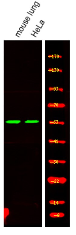 Invitrogen Phospho-MAZ (Thr72) Polyclonal Antibody 100 &mu;L | Buy Online | Invitrogen&trade; | Fisher Scientific