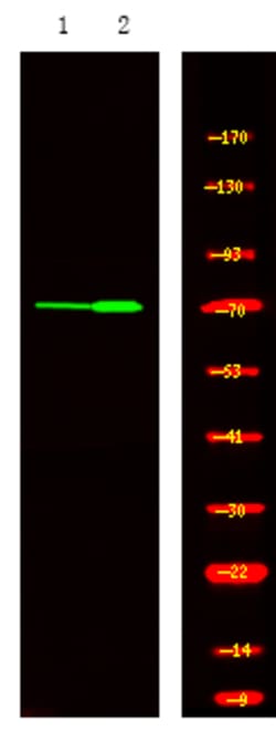 Invitrogen Phospho-DUSP16 (Ser446) Polyclonal Antibody 100 &mu;L; Unconjugated:Antibodies,