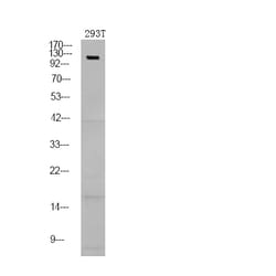 Invitrogen Phospho-NFATC1 (Ser172) Polyclonal Antibody 100 &mu;L; Unconjugated:Antibodies,