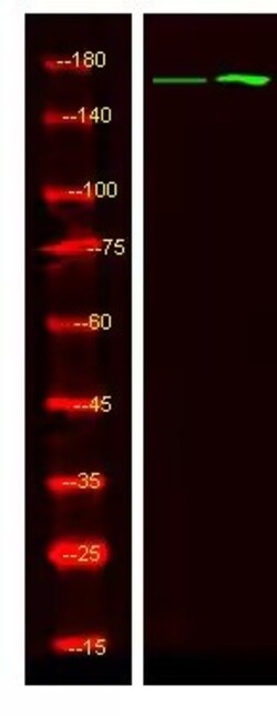 Invitrogen Phospho-RAD50 (Ser635) Polyclonal Antibody 100 &mu;L | Buy Online | Invitrogen&trade; | Fisher Scientific