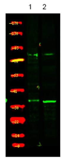 Invitrogen Phospho-USF1 (Thr153) Polyclonal Antibody 100 &mu;L | Buy Online | Invitrogen&trade; | Fisher Scientific