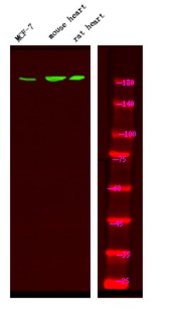 Invitrogen Phospho-ErbB4 (Tyr1242) Polyclonal Antibody 100 &mu;L | Buy Online | Invitrogen&trade; | Fisher Scientific
