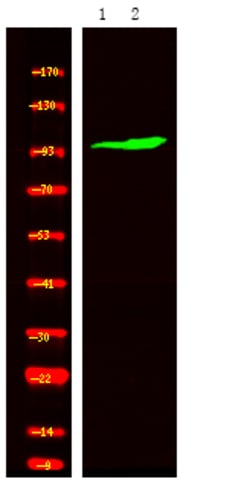 Invitrogen Phospho-ROR2 (Ser449) Polyclonal Antibody 100 &mu;L; Unconjugated:Antibodies,