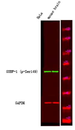 Invitrogen Phospho-G3BP1 (Ser149) Polyclonal Antibody 100 &mu;L; Unconjugated:Antibodies,