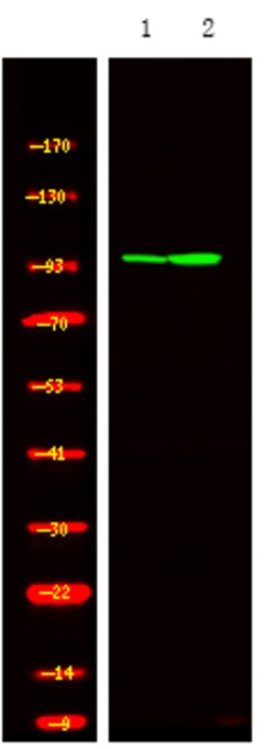 Invitrogen Phospho-HSP105 (Ser809) Polyclonal Antibody 100 &mu;L | Buy Online | Invitrogen&trade; | Fisher Scientific