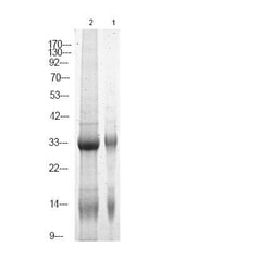 Invitrogen Phospho-NPM1 (Ser70) Polyclonal Antibody 100 &mu;L; Unconjugated:Antibodies,