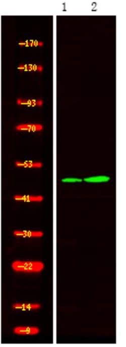 Invitrogen Phospho-STYK1 (Tyr327) Polyclonal Antibody 100 &mu;L; Unconjugated:Antibodies,