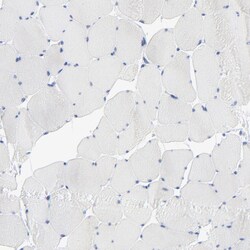 Invitrogen PSD3 Polyclonal Antibody 100 &mu;L; Unconjugated:Antibodies,