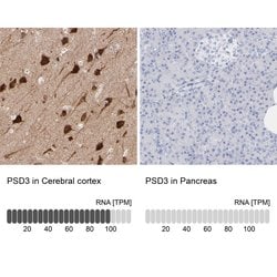 Invitrogen PSD3 Polyclonal Antibody 100 &mu;L; Unconjugated:Antibodies,