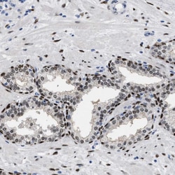 Invitrogen NFIX Polyclonal Antibody 100 &mu;L; Unconjugated:Antibodies,