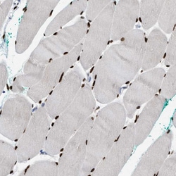 Invitrogen NFIX Polyclonal Antibody 100 &mu;L; Unconjugated:Antibodies,