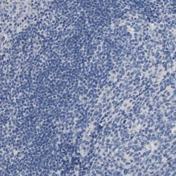 Invitrogen NFIX Polyclonal Antibody 100 &mu;L; Unconjugated:Antibodies,