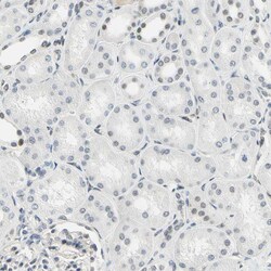 Invitrogen IMPG2 Polyclonal Antibody 100 &mu;L; Unconjugated:Antibodies,