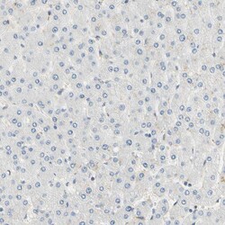 Invitrogen IMPG2 Polyclonal Antibody 100 &mu;L; Unconjugated:Antibodies,