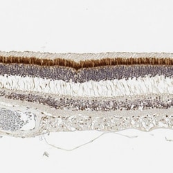 Invitrogen IMPG2 Polyclonal Antibody 100 &mu;L; Unconjugated:Antibodies,