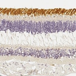 Invitrogen Opsin Blue Polyclonal Antibody 100 &mu;L; Unconjugated:Antibodies,