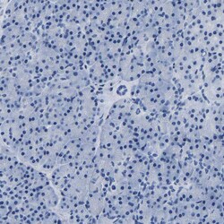 Invitrogen IMPG2 Polyclonal Antibody 100 &mu;L; Unconjugated:Antibodies,