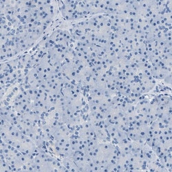 Invitrogen MGARP Polyclonal Antibody 100 &mu;L; Unconjugated:Antibodies,