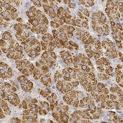 Invitrogen MGARP Polyclonal Antibody 100 &mu;L; Unconjugated:Antibodies,