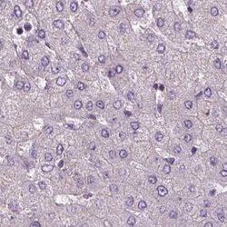 Invitrogen Sorcin Polyclonal Antibody 100 &mu;L; Unconjugated:Antibodies,