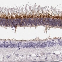 Invitrogen IMPG1 Polyclonal Antibody 100 &mu;L; Unconjugated:Antibodies,