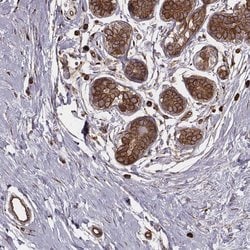 Invitrogen PALMD Polyclonal Antibody 100 &mu;L; Unconjugated:Antibodies,