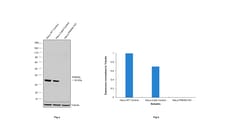 Invitrogen PACT Polyclonal Antibody 100 &mu;L | Buy Online | Invitrogen&trade; | Fisher Scientific