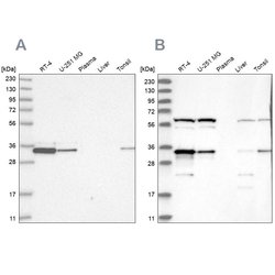 Invitrogen PACT Polyclonal Antibody 100 &mu;L | Buy Online | Invitrogen&trade; | Fisher Scientific