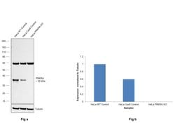 Invitrogen PACT Polyclonal Antibody 100 &mu;L; Unconjugated:Anticuerpos