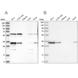 Invitrogen PACT Polyclonal Antibody 100 &mu;L; Unconjugated:Anticuerpos