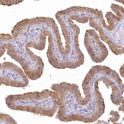 Invitrogen RNPEP Polyclonal Antibody 100 μL; Unconjugated:Antibodies,