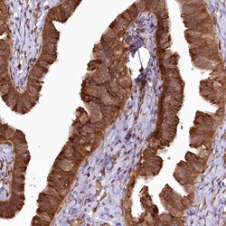 Invitrogen COPG Polyclonal Antibody 100 &mu;L; Unconjugated:Antibodies,