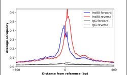 Invitrogen INO80 Polyclonal Antibody 100 &mu;L; Unconjugated:Antibodies,